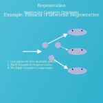 Asexual Reproduction: Cloning Organisms Explained
