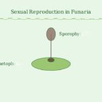 Funaria – Structure, Characteristics, Reproduction