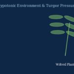 Hypotonic Solutions Explained: Water Flow and Cell Regulation