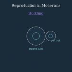Understanding the Monera Kingdom: A Simple Explainer