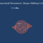 Motility – Definition, Types, Importance, Examples