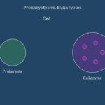Prokaryotes vs Eukaryotes Animated Comparison