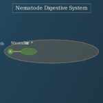 Nematodes: The Unsegmented Wonders of Nature