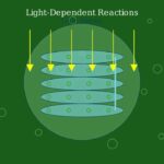 What are Autotrophs? (Animated Explainer)