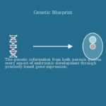 Sexual Reproduction – Stages, Types, Advantages, Examples