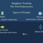 Whittaker’s Five Kingdom Classification System Explained