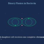 Binary Fission Explained – How Cells Divide
