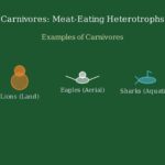 What are Heterotrophs? (Animated Explainer)
