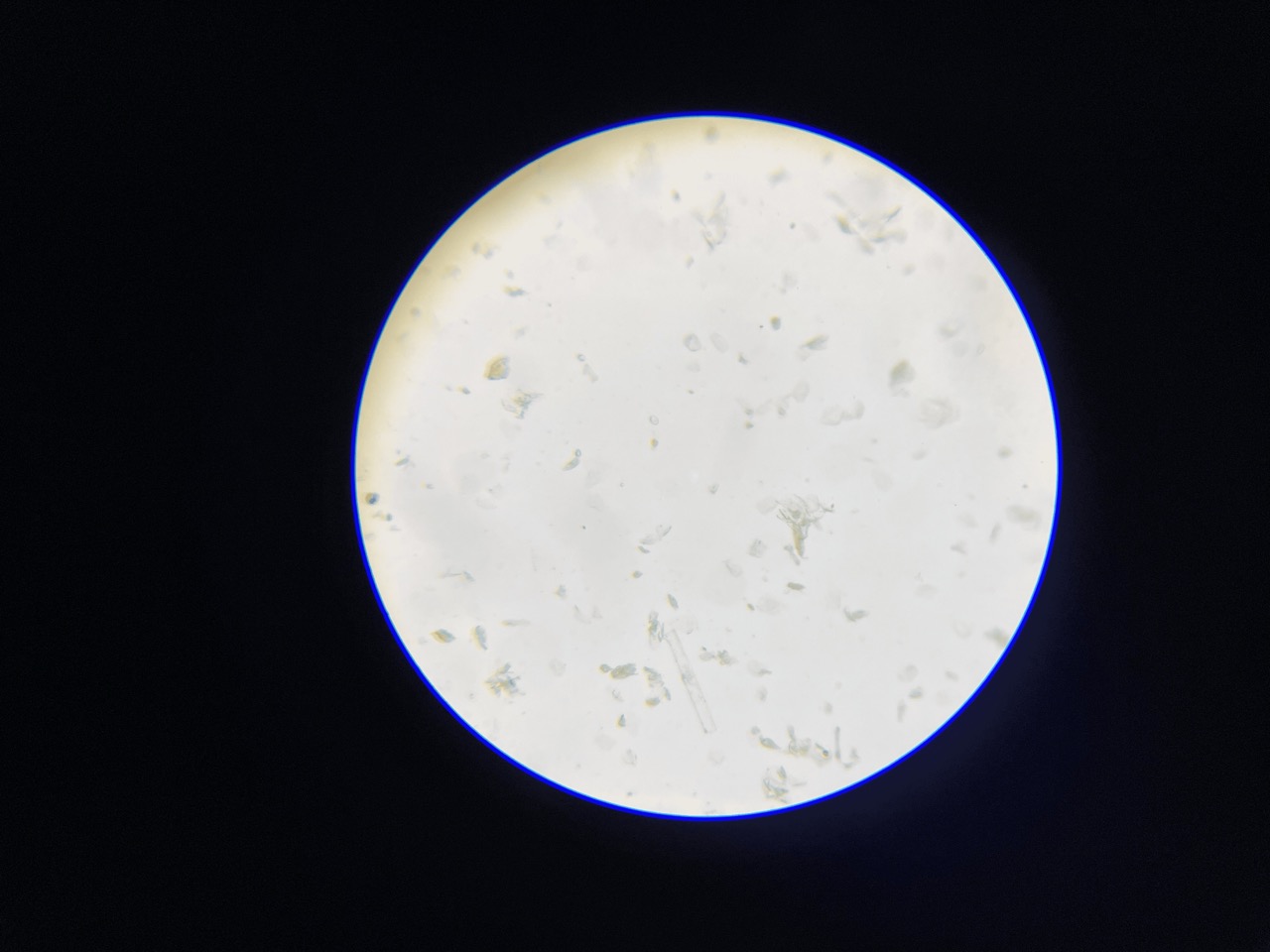 Human Sweat Under Microscope-100x Large