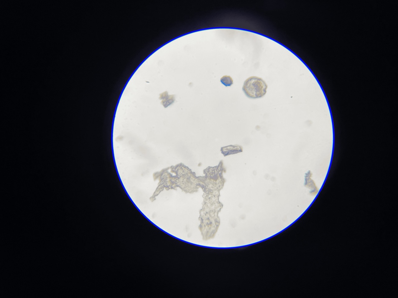 Human Sweat Under Microscope 400x Large