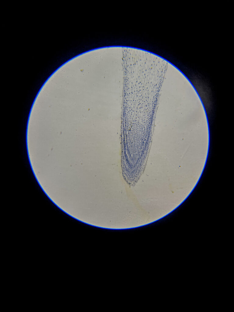 Allium (onion) root tip L.S. Under 40x Microscope