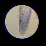 Allium (onion) root tip L.S. Under 100x Microscope