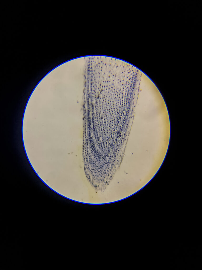 Allium (onion) root tip L.S. Under Microscope 3 Allium (onion) root tip L.S. Under 100x Microscope