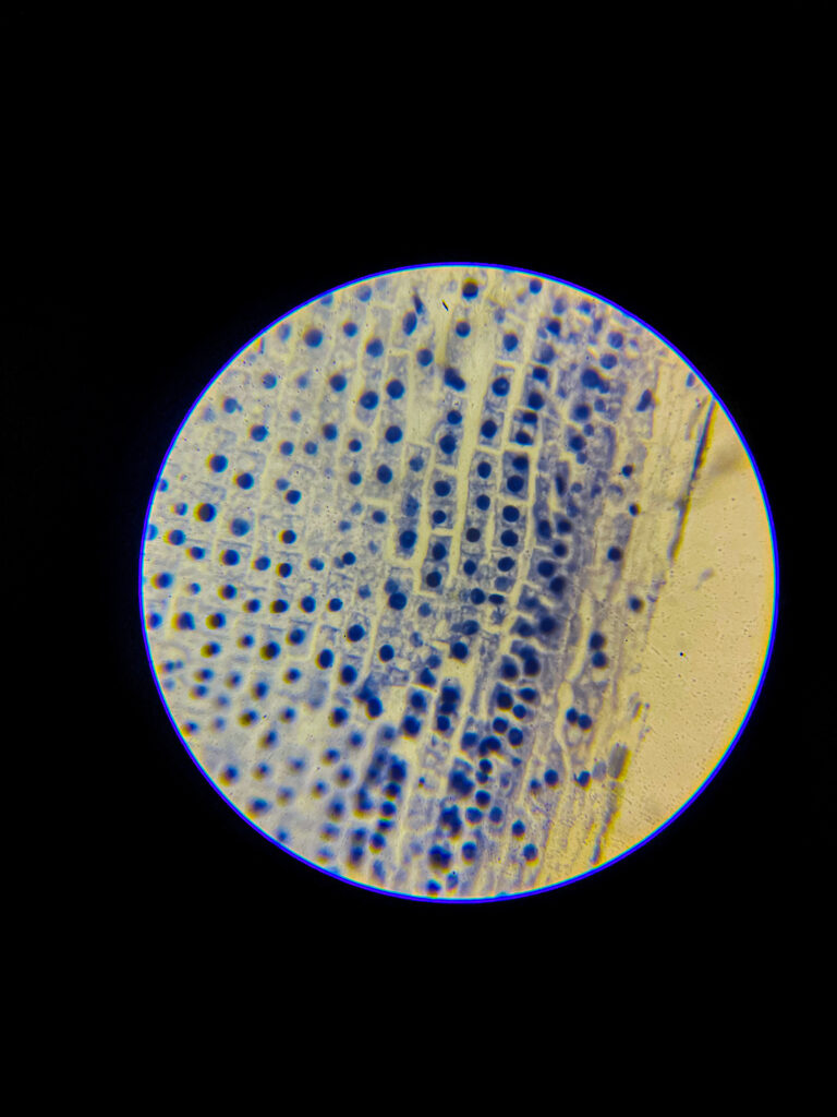 Allium (onion) root tip L.S. Under 400x Microscope