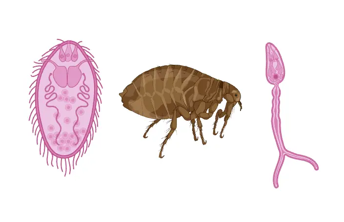 Parasitology