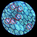 guard cell under 400x