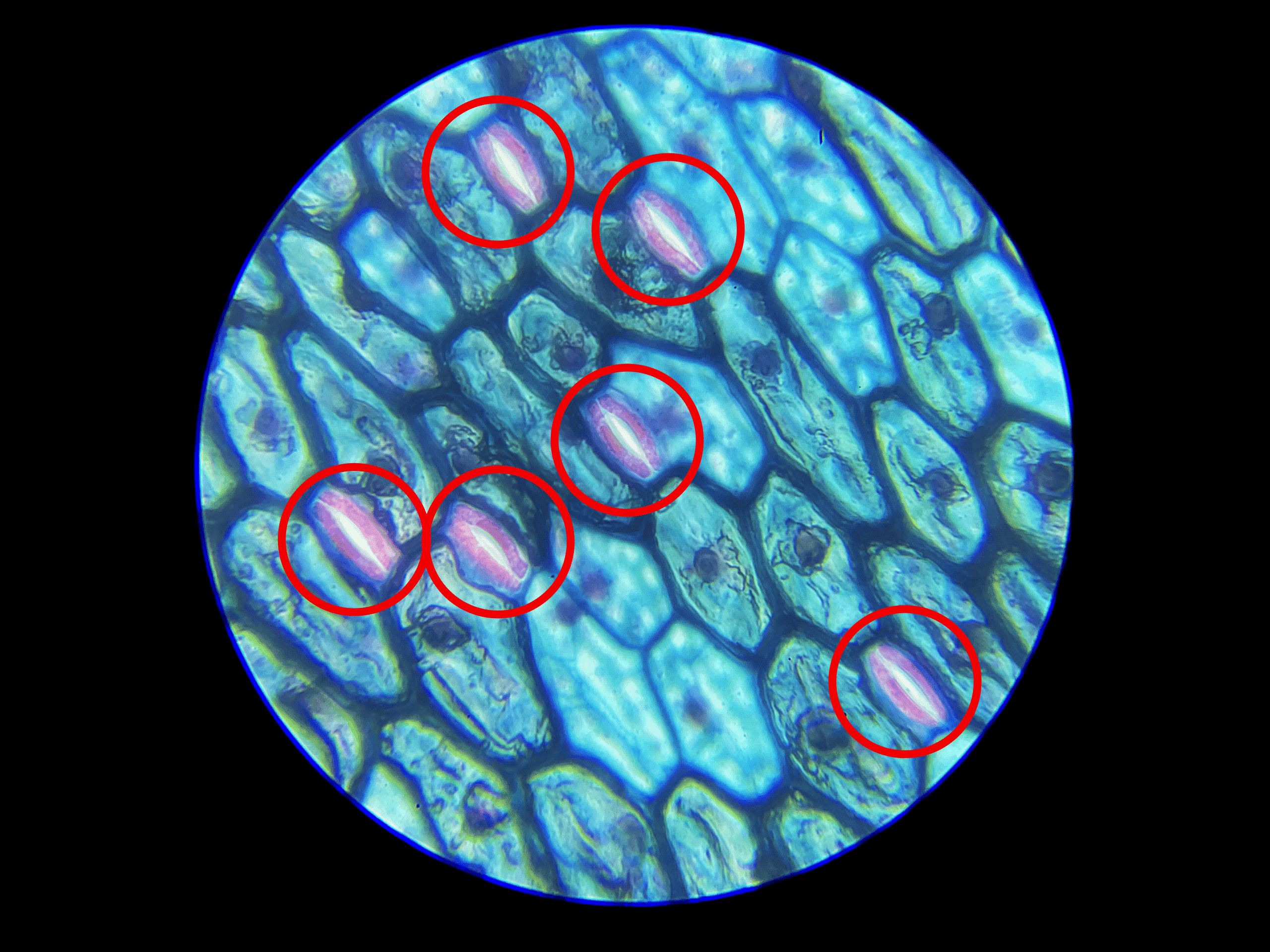guard cell under 400x