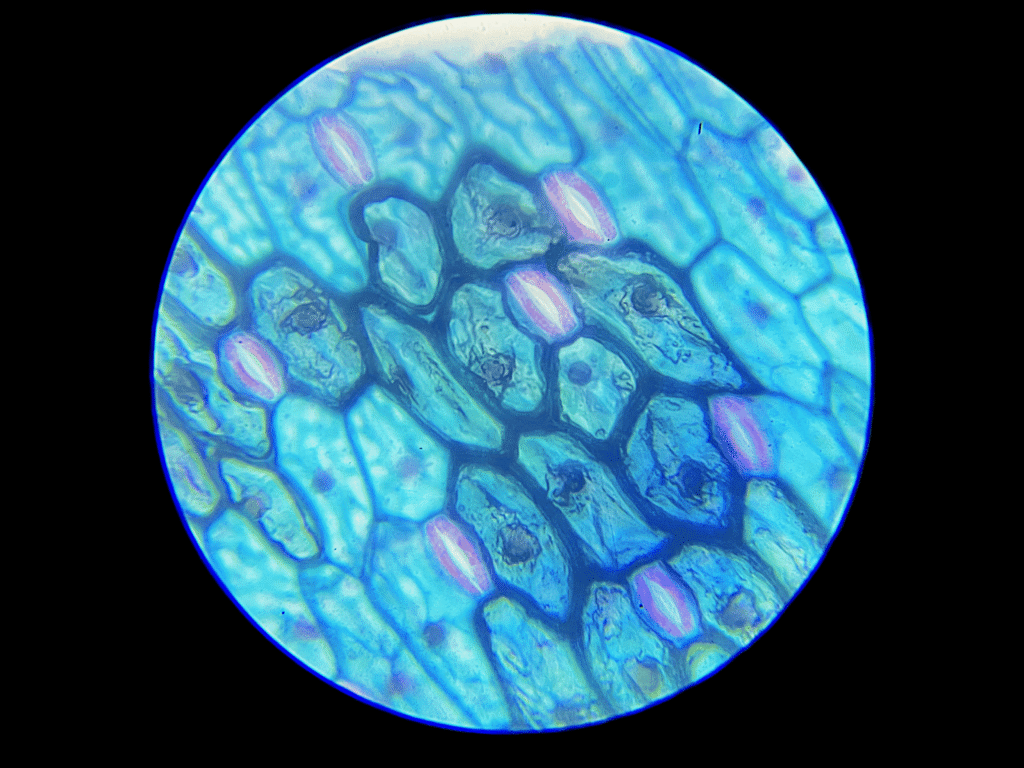 guard cell under-400x