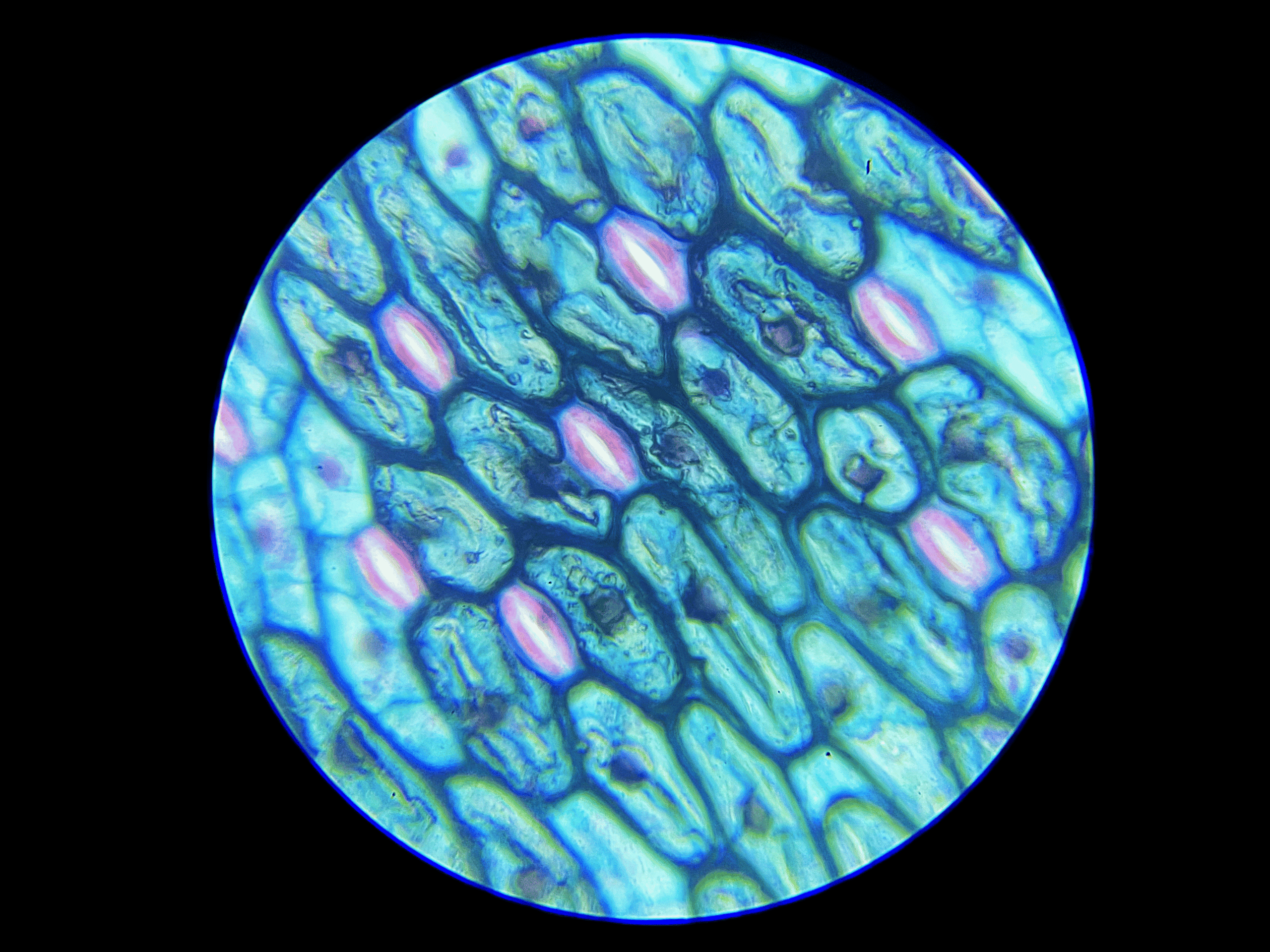 guard cell under-400x