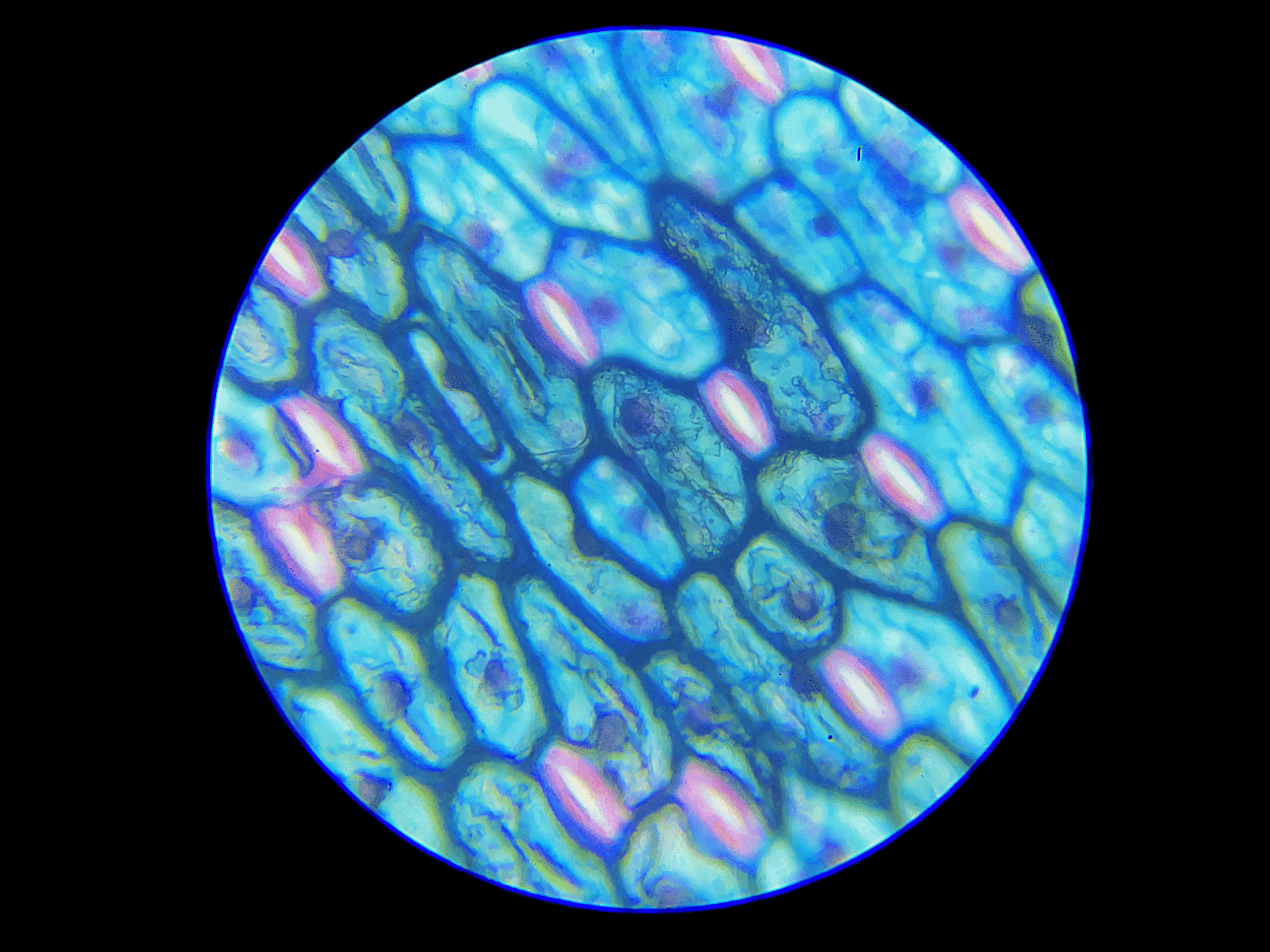 guard cell under-400x