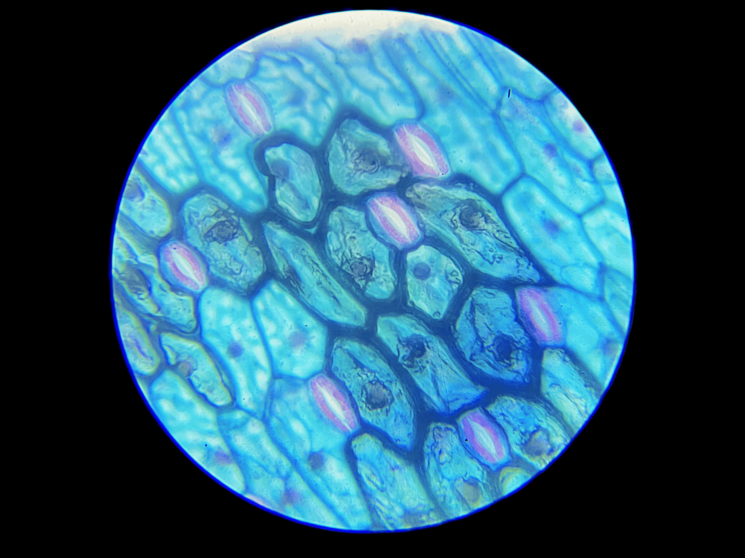 guard cell under-400x