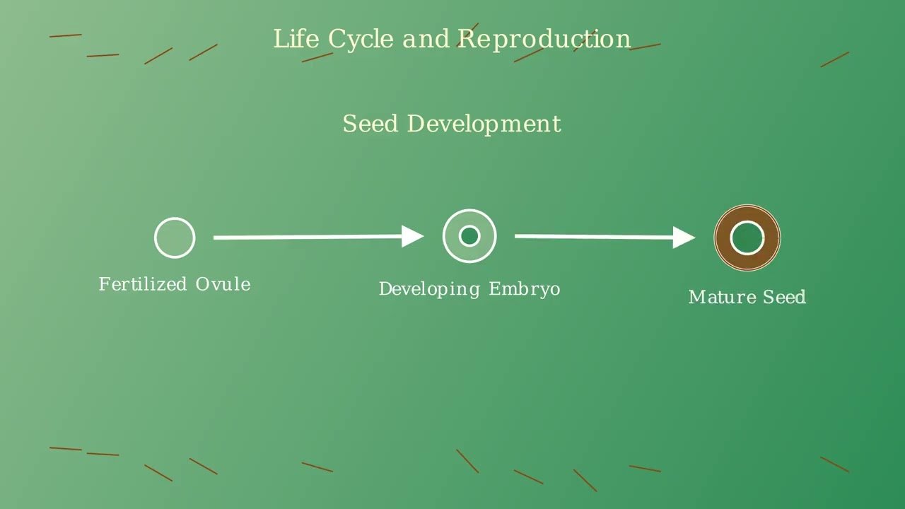 Gymnosperms Explained: Characteristics, Life Cycle, and Economic Importance 5 youtube thumb qEp9bItVZzU