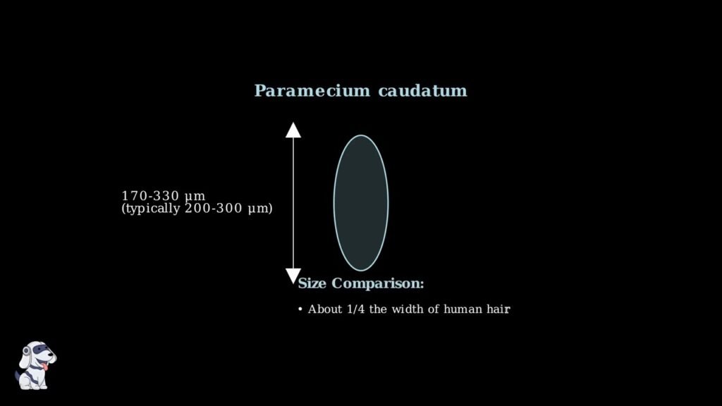 Exploring the Fascinating World of Paramecium
