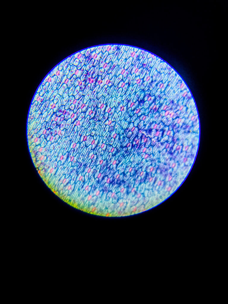 Epidermal leaf layer of (Stomata) w.m. under microscope; 100x magnification; None