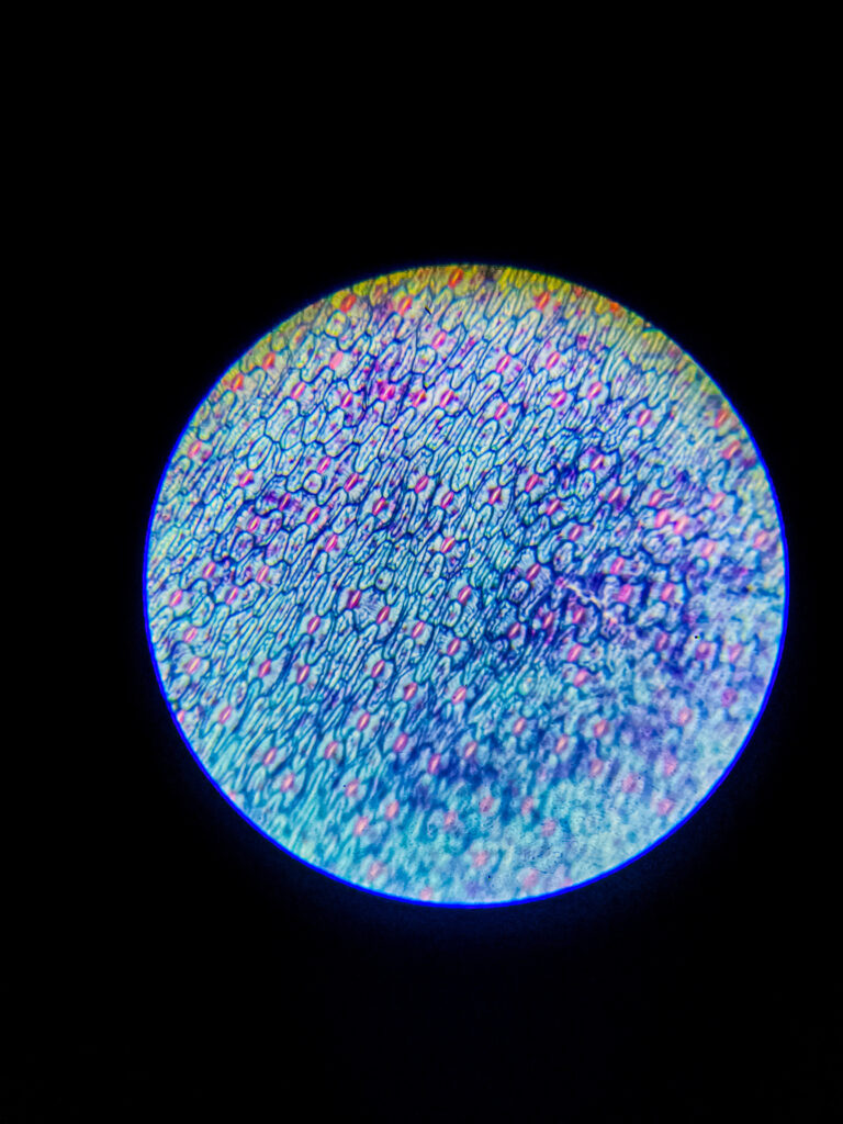 Epidermal leaf layer of (Stomata) w.m. under microscope; 100x magnification; None