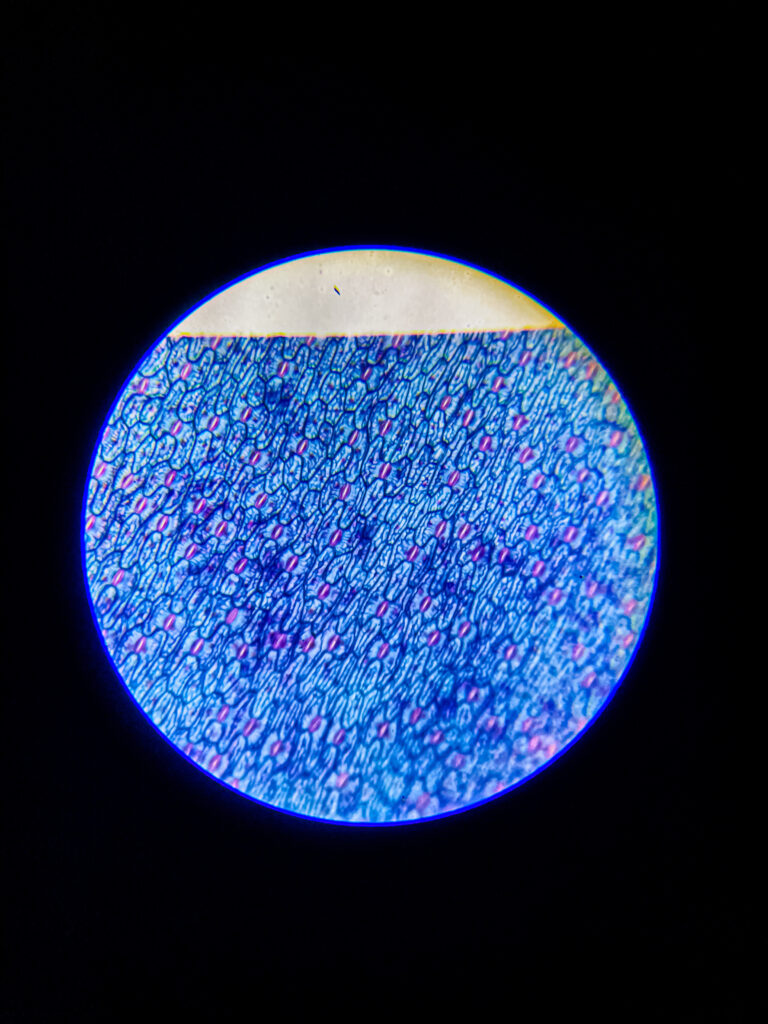 Epidermal leaf layer of (Stomata) w.m. under microscope; 100x magnification; None