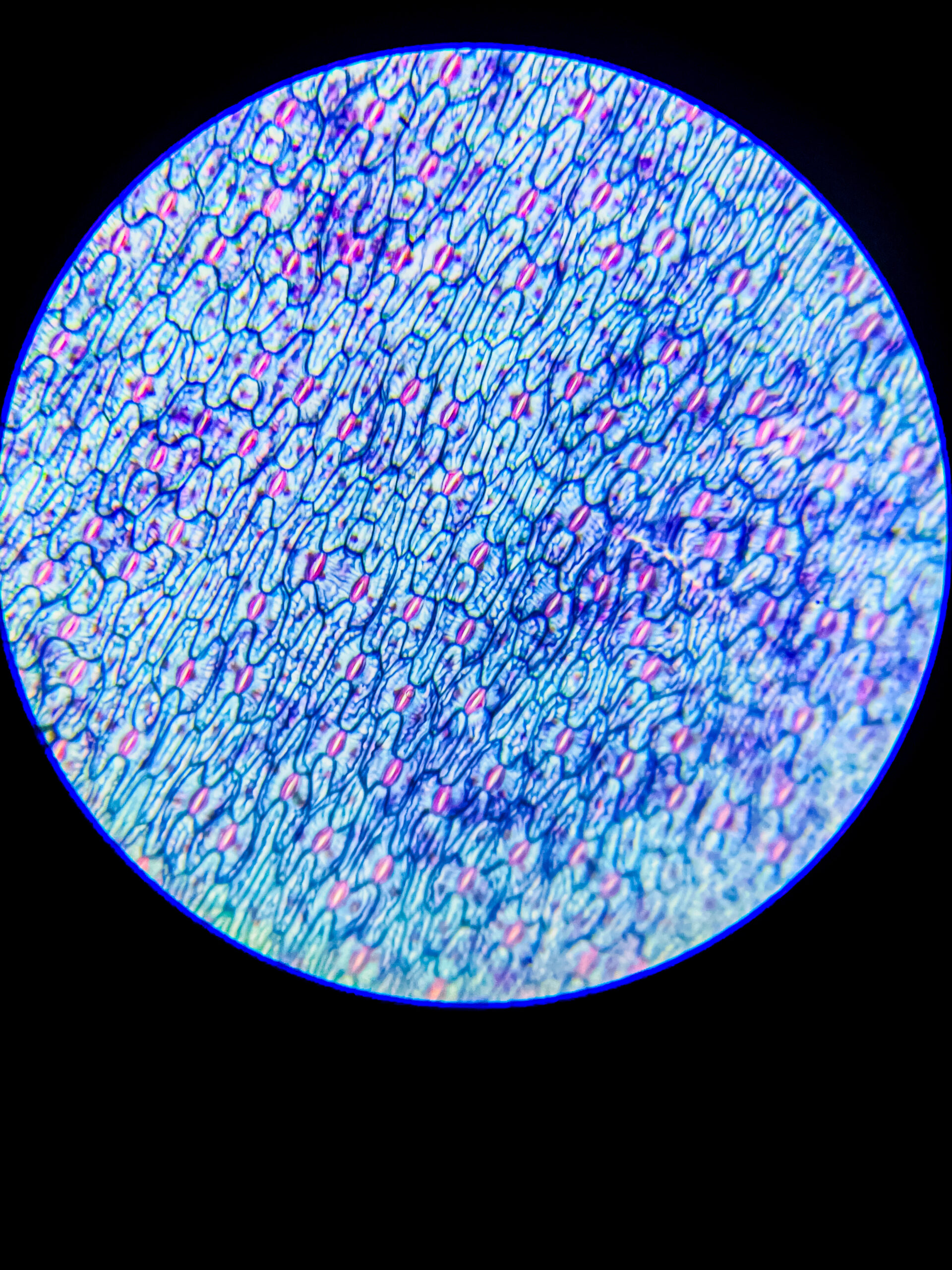 Epidermal leaf layer of (Stomata) w.m. under microscope