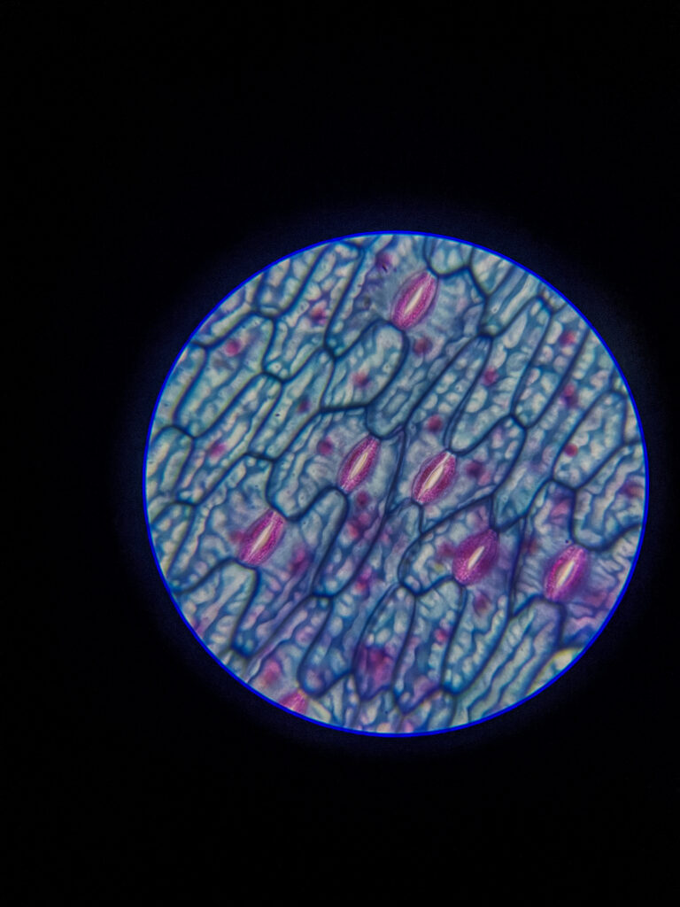 Epidermal leaf layer of (Stomata) w.m. under microscope; 400x magnification; None