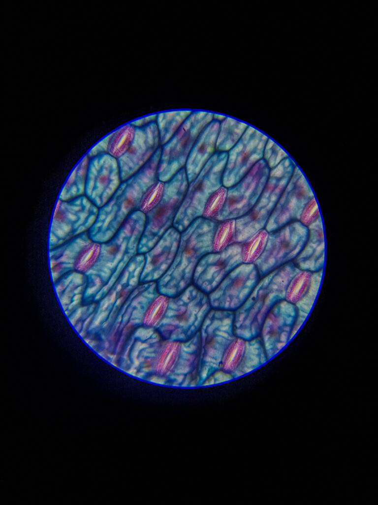 Epidermal leaf layer of (Stomata) w.m. under microscope; 400x magnification; None