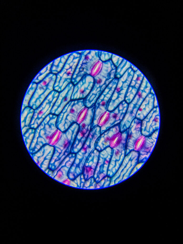 Epidermal leaf layer of (Stomata) w.m. under microscope; 400x magnification; None