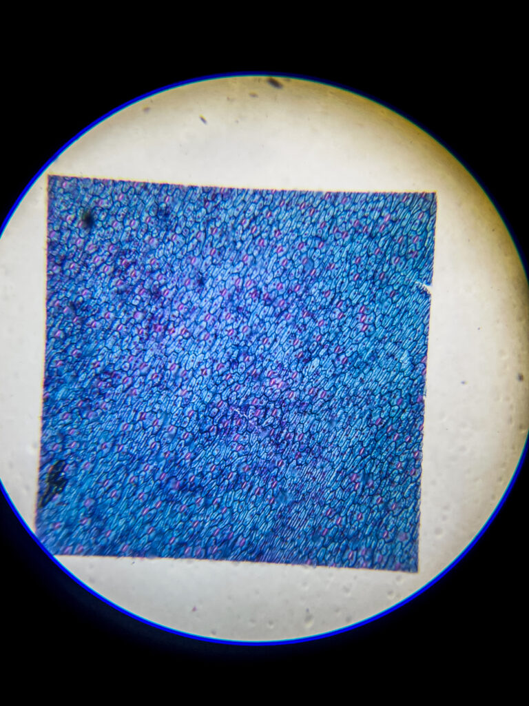 Epidermal leaf layer of (Stomata) w.m. under microscope; 40x magnification; None