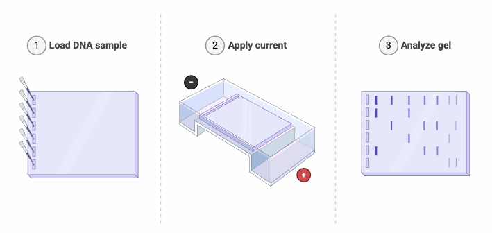 Western Blot - Steps, Principle, Result, Applications 5 Gel Electrophoresis (Horizontal)