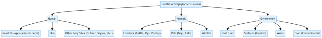 Staphylococcus aureus - Habitat, Morphology, Characteristics, Infection 3 Habitat of Staphylococcus aureus