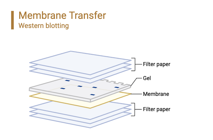Western Blot - Steps, Principle, Result, Applications 6 Membrane Transfer Schematics