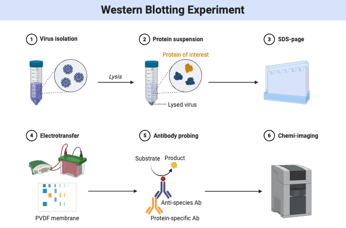 Western Blot - Steps, Principle, Result, Applications 11 Western Blotting Experiment