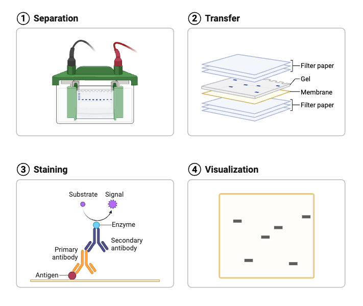 Western Blot - Steps, Principle, Result, Applications 1 Western Blotting Workflow