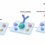 Primary antibody bound to a target protein on a blotting membrane, with an HRP-labelled secondary antibody generating a detectable light signal.