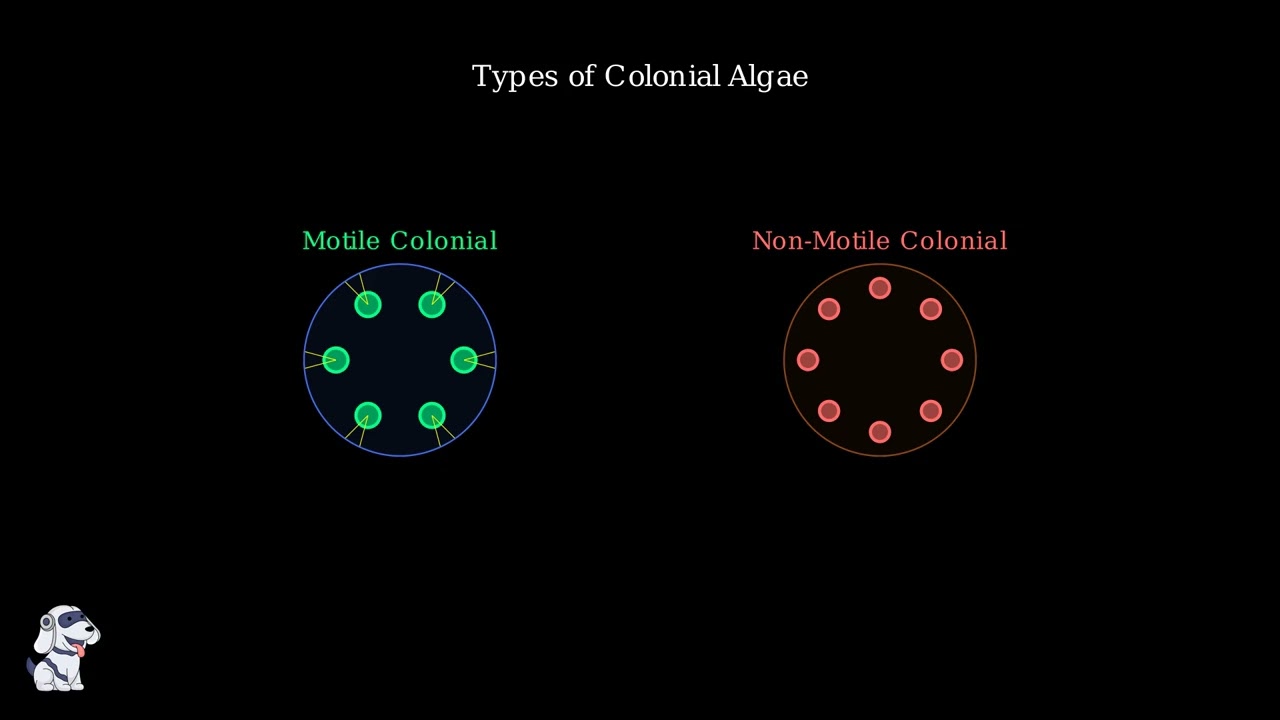 Thallus Organization in Algae Explained 5 youtube thumb 32jCIwUvED0