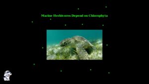 youtube thumb 8pcwM8CzyV0