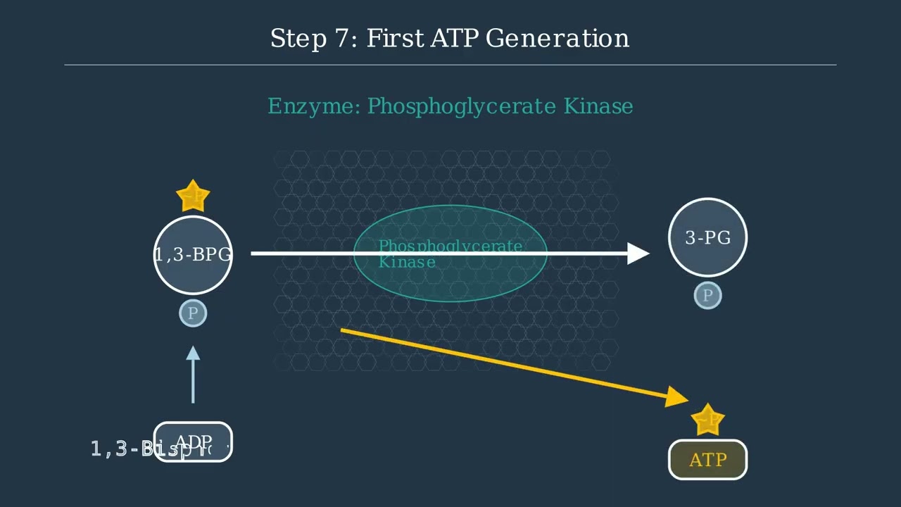 Glycolysis Explained: The Pathway That Fuels Your Cells 9 youtube thumb C1khSS5QXTo