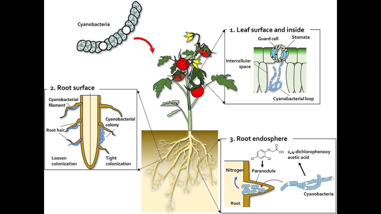 Exploring the Fascinating World of Anabaena Cyanobacteria 3 youtube thumb KZNPFU9hmDQ
