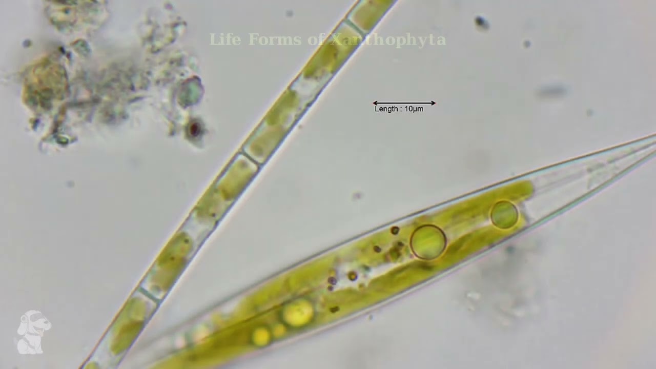 Exploring the Fascinating World of Yellow-Green Algae 2 youtube thumb KdAFZff1n4I