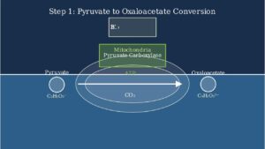 What is Gluconeogenesis?