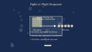 Glycogenesis Explained: The Glucose to Glycogen Conversion