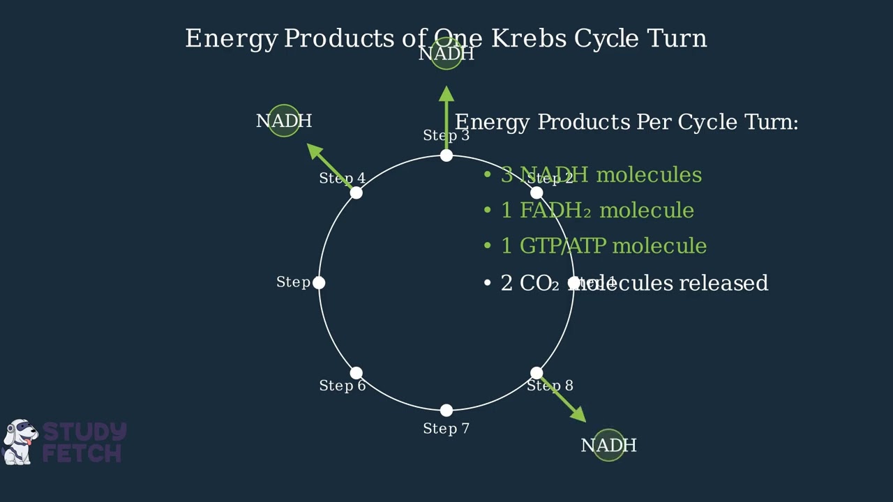 Krebs Cycle – Definition, Steps, Products, Regulation 7 youtube thumb