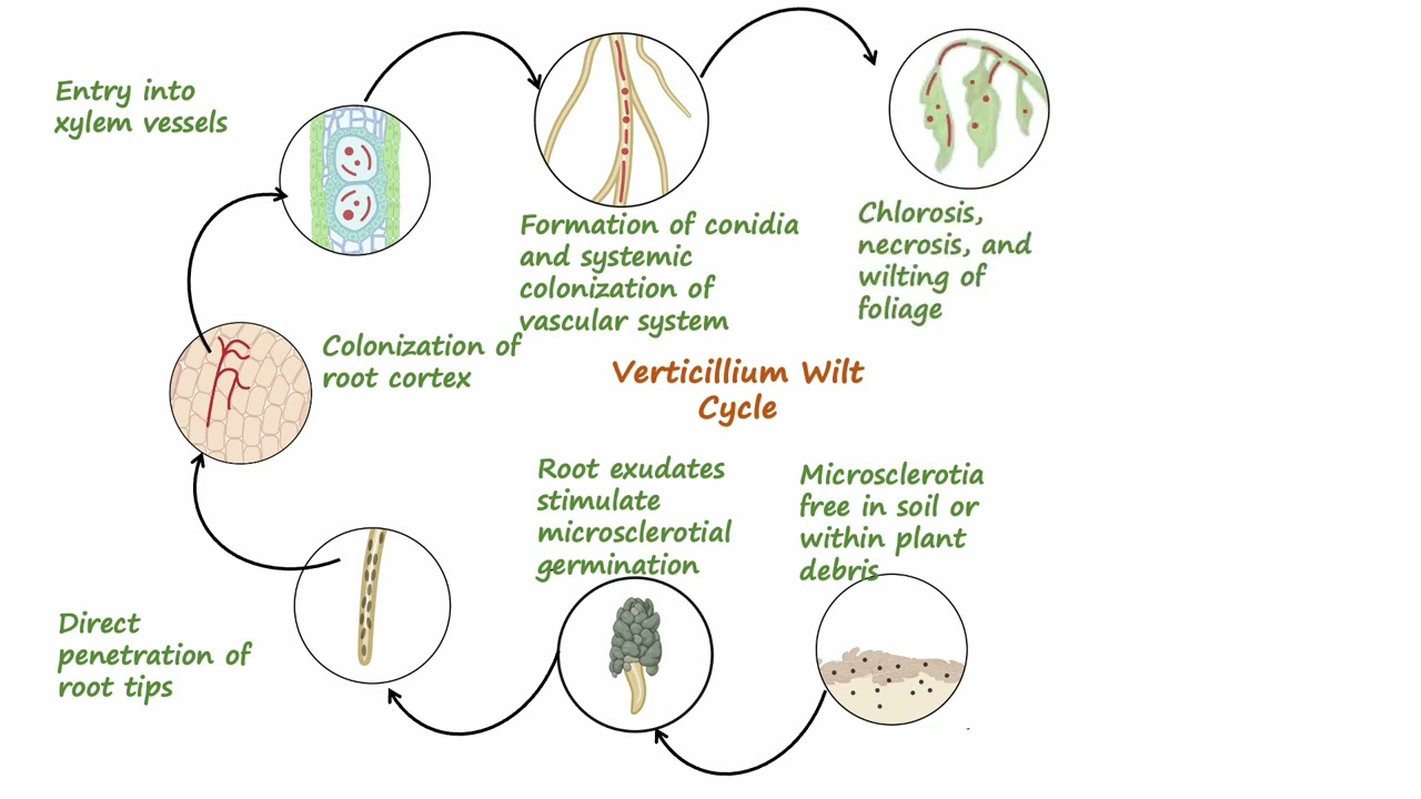 Verticillium Wilt Cycle Animated Explain 8 youtube thumb tJZQpenvklo